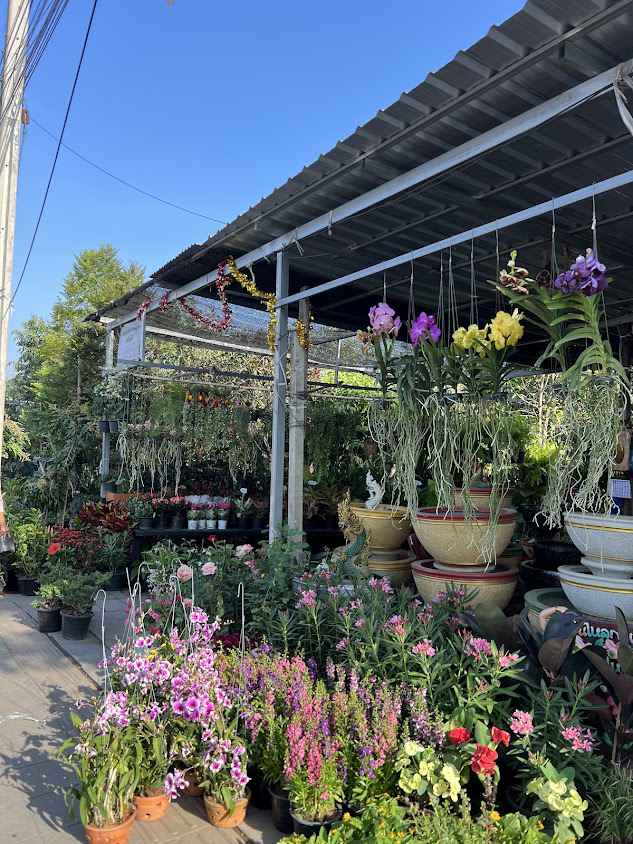 ร้านต้นไม้มานะเเพลนท์ - 4