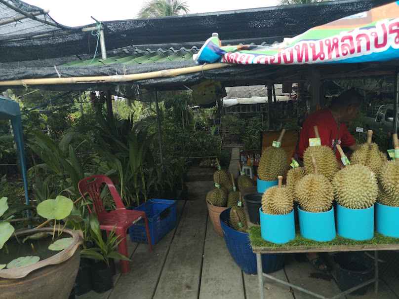 ร้านต้นไม้ราคาถูก
