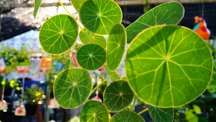 ร้านต้นไม้ลุงกับป้า(Plants shop) พระราม3 เจริญราษฎร์