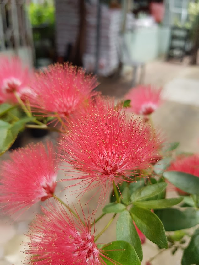 ร้านต้นไม้ลุงกับป้า(Plants shop) พระราม3 เจริญราษฎร์ - 2
