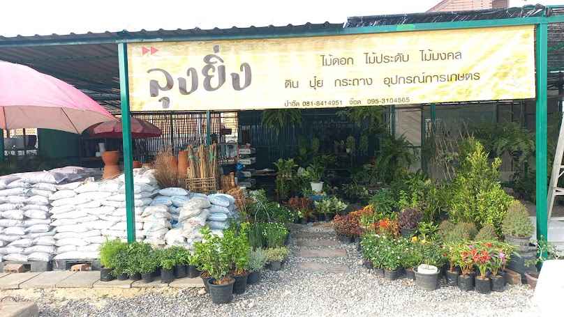 ร้านต้นไม้ลุงยิ่ง (ย้ายมาจากแมคโครแจ้งวัฒนะ-ตลาดมะลิ) - 2