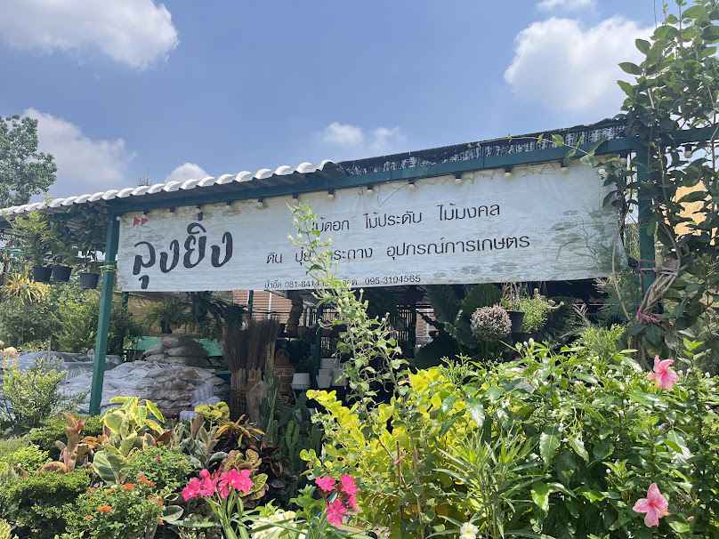ร้านต้นไม้ลุงยิ่ง (ย้ายมาจากแมคโครแจ้งวัฒนะ-ตลาดมะลิ) - 4