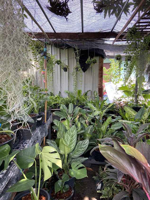 ร้านต้นไม้ลุงวิทย์ เเพรกษา Uncle's Garden