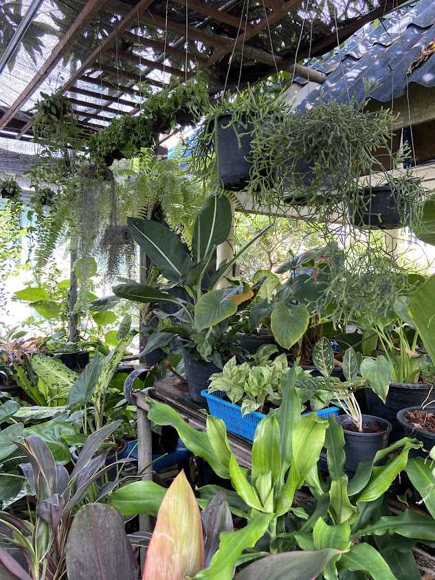ร้านต้นไม้ลุงวิทย์ เเพรกษา Uncle's Garden - 2