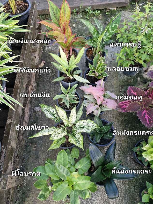 ร้านต้นไม้ลุงวิทย์ เเพรกษา Uncle's Garden - 3
