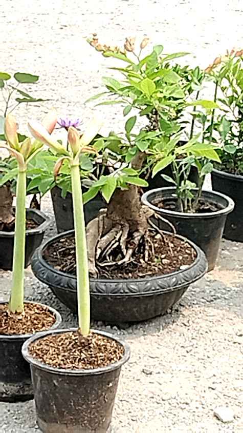 ร้านต้นไม้ลุงหนวดแก่งคอย - 2
