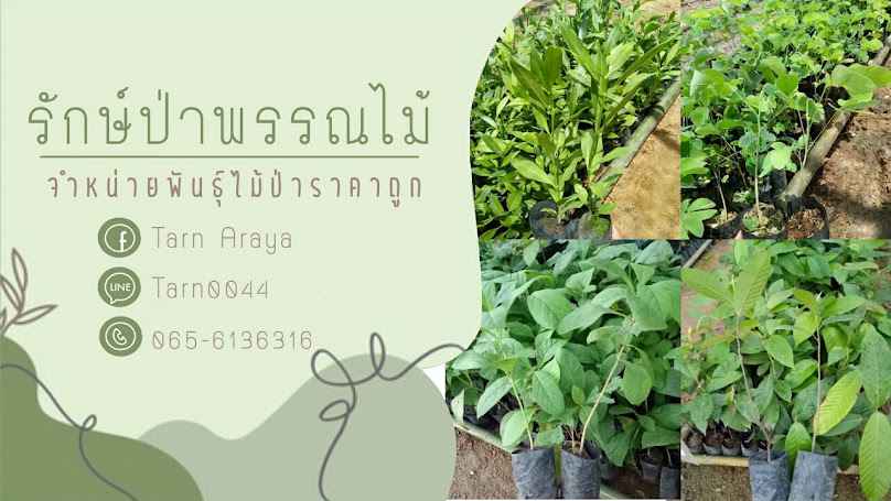 ร้านต้นไม้วังใหม่ - 3