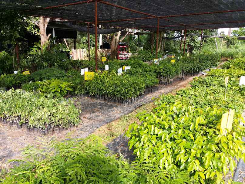 ร้านต้นไม้วังใหม่ - 4