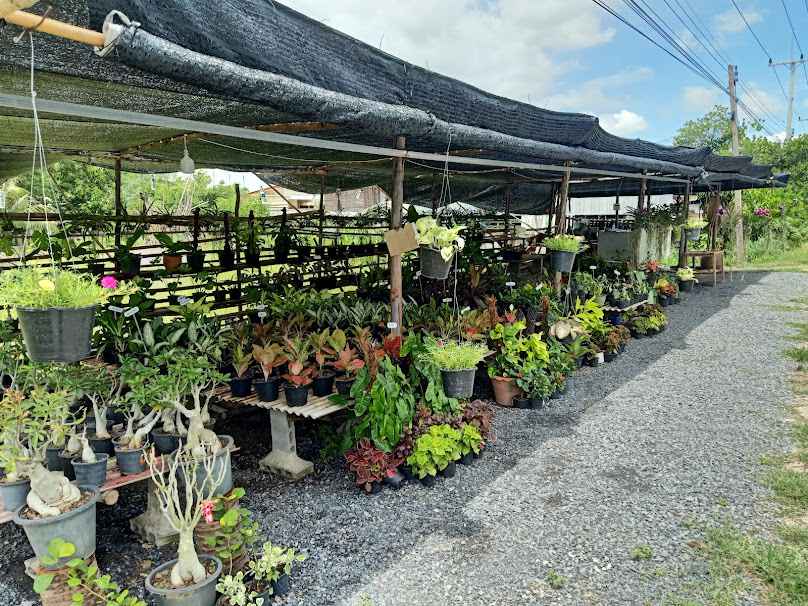 ร้านต้นไม้วิพารัตน์ - 1