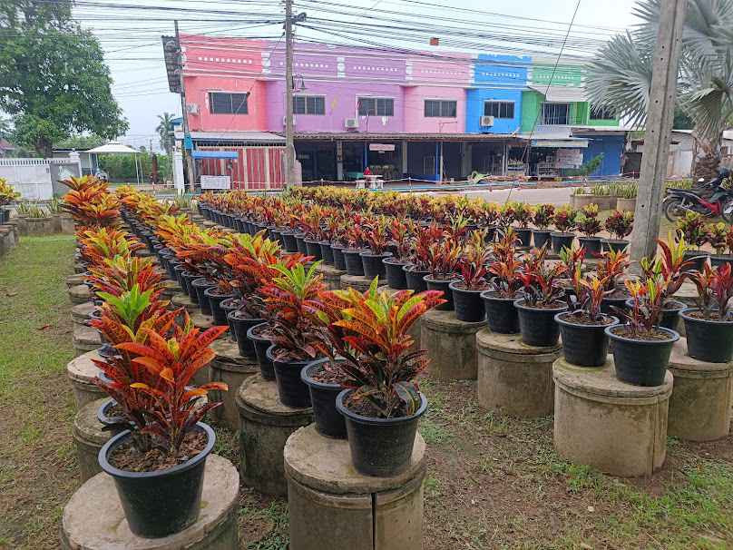 ร้านต้นไม้สวนธนิกา - 3
