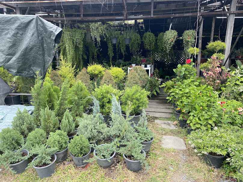 ร้านต้นไม้สวนน้องภีม - 2