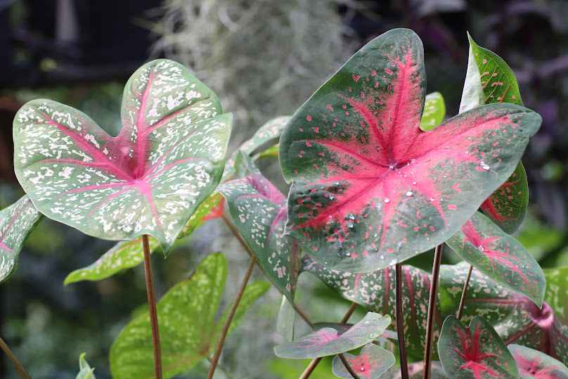 ร้านต้นไม้สวนศรีสมโภชน์ - 3