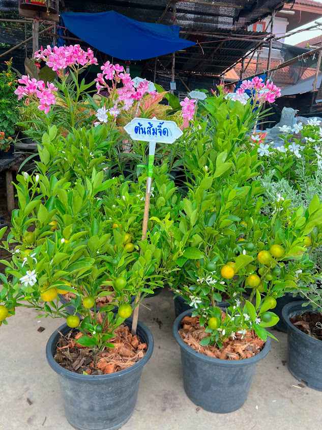 ร้านต้นไม้สวนสมพงษ์ตลาดแสงอารีย์ - 3