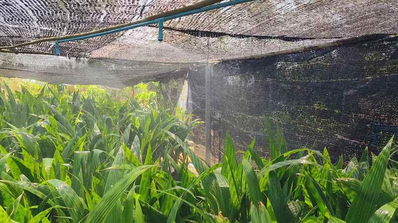 ร้านต้นไม้สันป่าตองเชียงใหม่ - 2