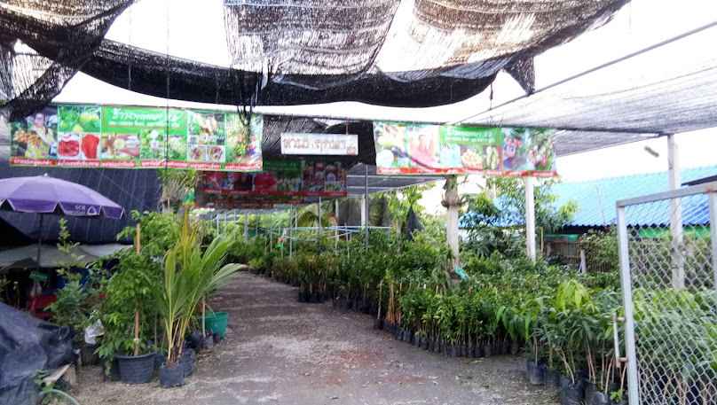 ร้านต้นไม้สันป่าตองเชียงใหม่ - 3