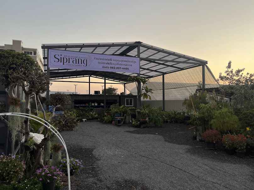 ร้านต้นไม้สิปราง Plant&Garden กิ่งแก้ว11/2 - 3