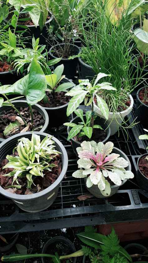 ร้านต้นไม้สิปราง Plant&Garden กิ่งแก้ว11/2 - 4