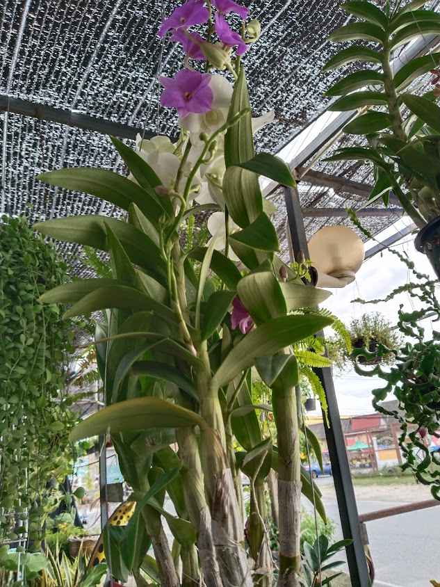 ร้านต้นไม้หลังวัดดอน - 3