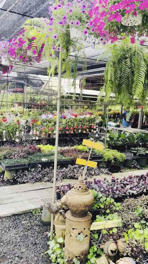 ร้านต้นไม้อร สาขา3 ตรงข้ามวัดโขดหิน - 2