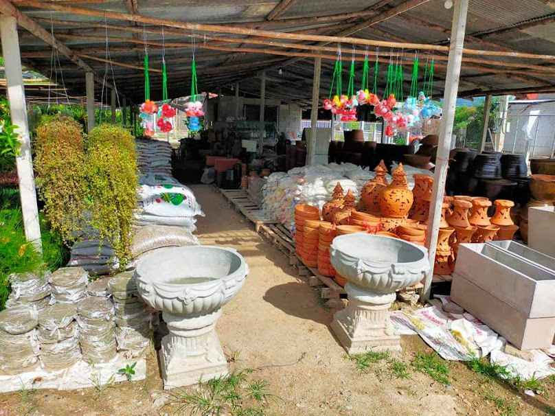 ร้านต้นไม้อเมซอนแลนด์สเคป2(วัชโรทัย) - 2