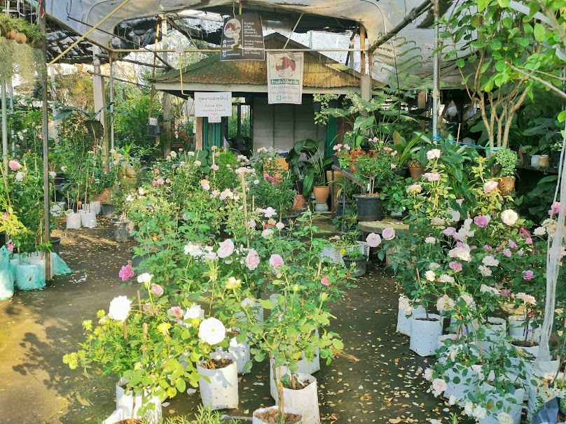 ร้านต้นไม้อ้อฟาร์ม (Garden​ Center)​ - 4