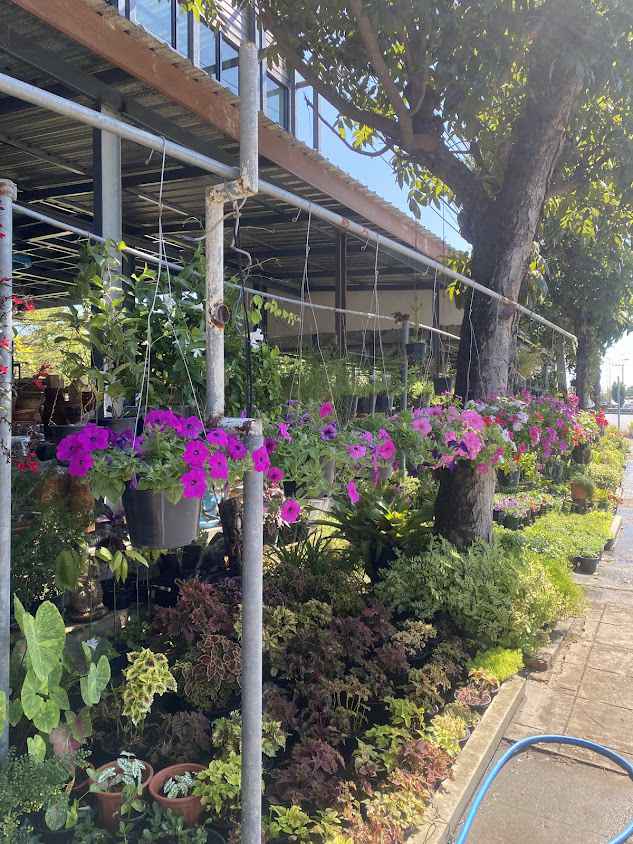ร้านต้นไม้เจ้หนึ่ง หนึ่งไม้ประดับ - 2