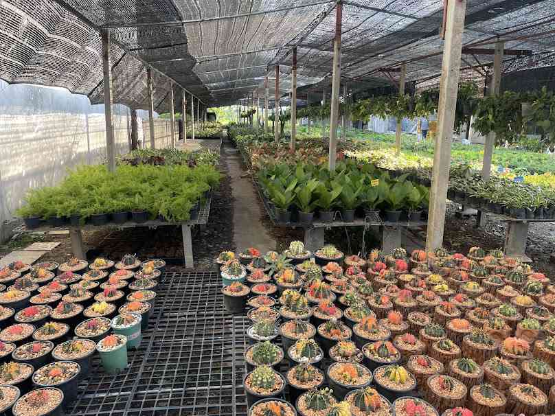 ร้านต้นไม้เจ๊เตือน