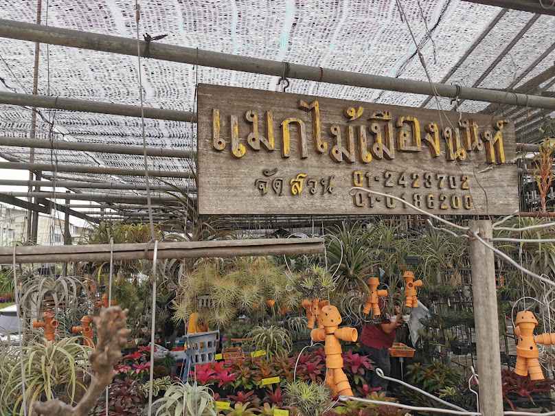 ร้านต้นไม้แม็กสับปะรดสี - 3