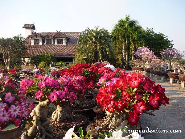 ร้านต้นไม้ใต้อุโมงค์ - 4