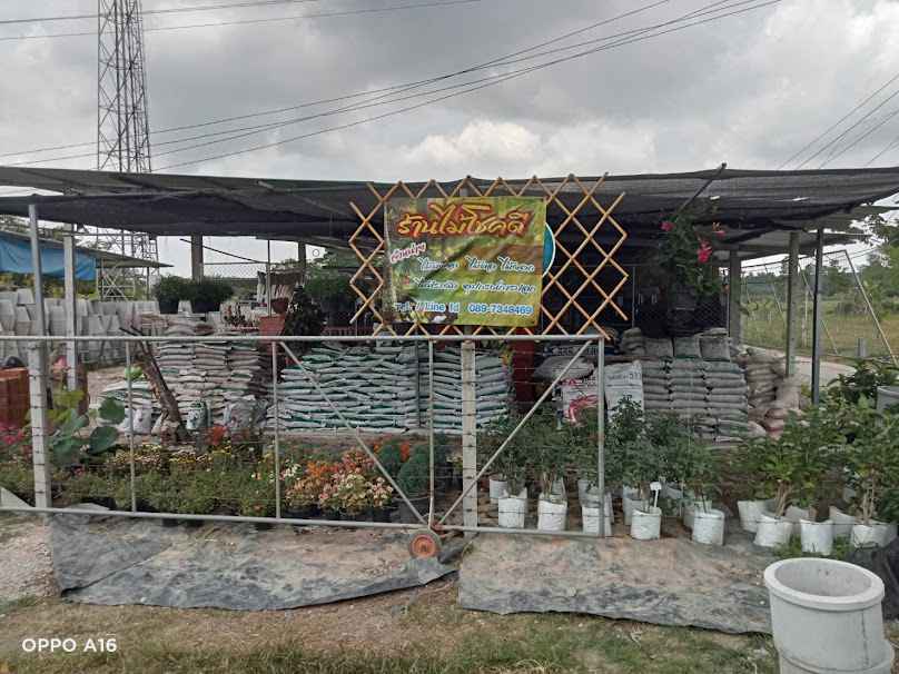ร้านต้นไม้ใบบุญ พัทลุง - 4