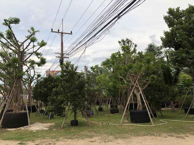 ร้านต้นไม้ใหม่การ์เด้นพัทยา - 3
