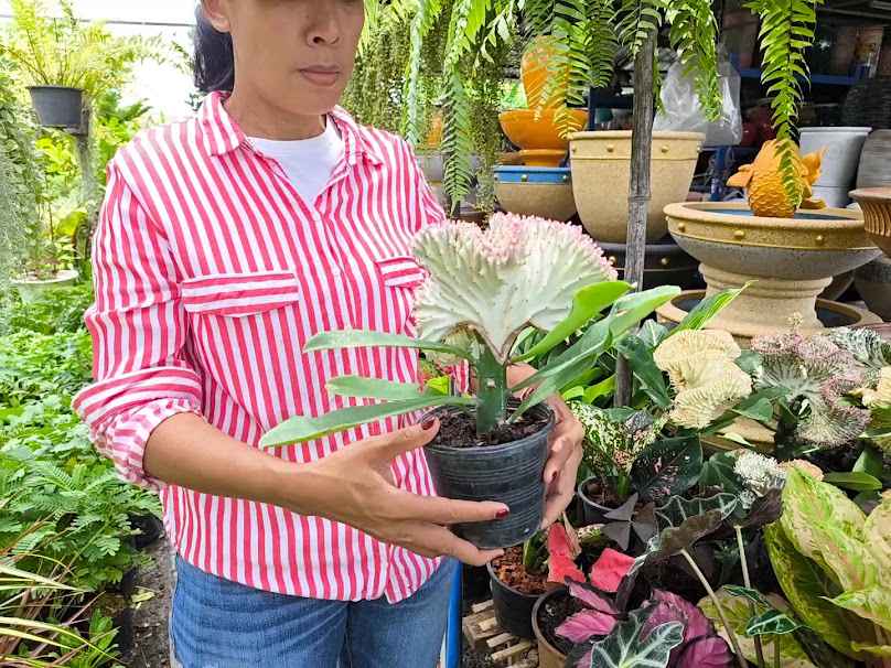 ร้านต้นไม้ ซอยท่าข้าม - 3