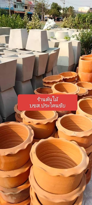 ร้านต้นไม้ บขส.อำเภอประโคนชัย - 2