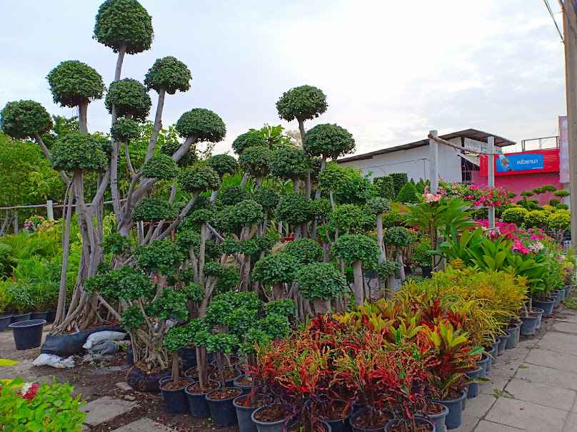 ร้านต้นไม้ บุษบาทอง พันธุ์ไม้ - 3