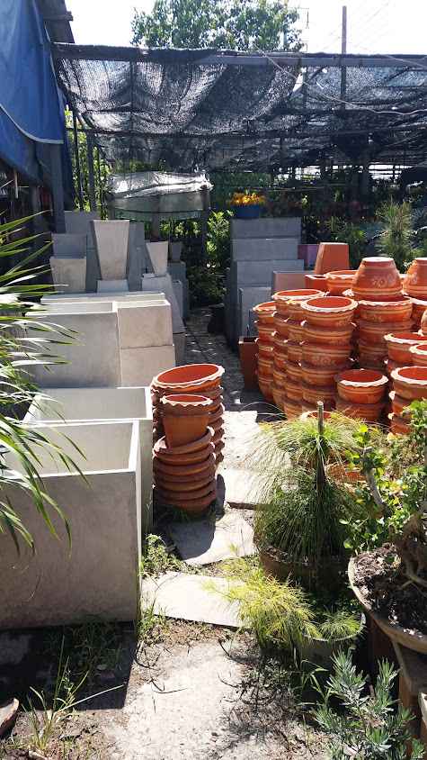 ร้านต้นไม้ บุษบาทอง พันธุ์ไม้ - 4