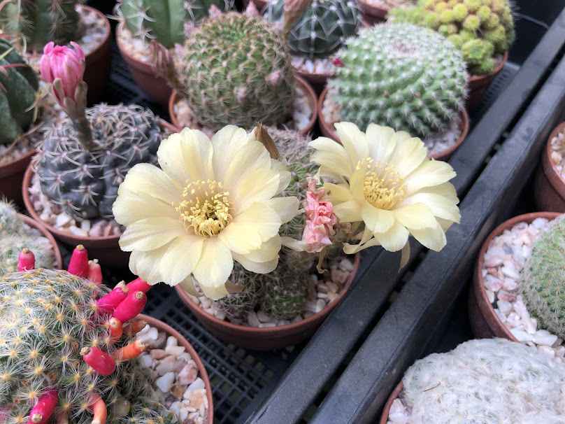 Auntie Ouan's Plant Shop