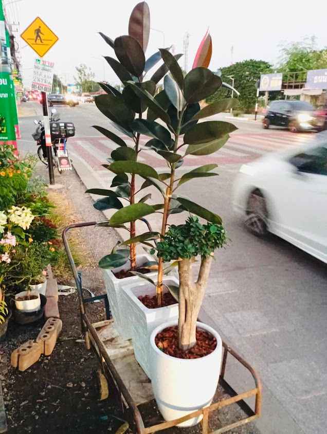 ร้านต้นไม้ พรพันธ์ุไม้ ตลาดพาเจริญคลองสาม - 2
