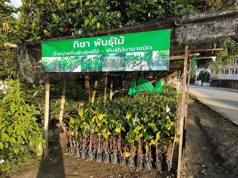 ร้านต้นไม้ พรรณทิพย์ - 2