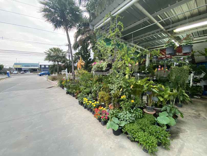 ร้านต้นไม้ พรรณทิพย์ - 4