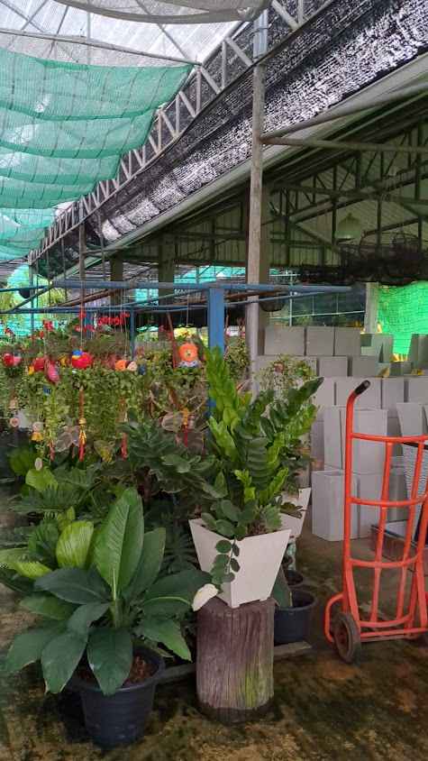 ร้านต้นไม้ พลายพลออร์คิดส์ - 3