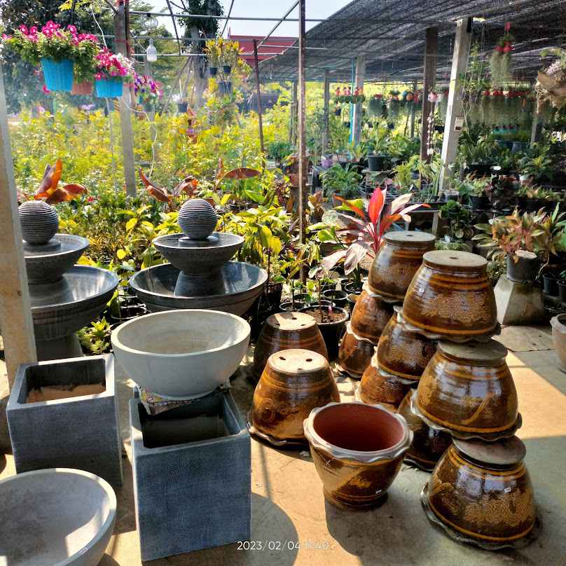 ร้านต้นไม้ - มาลี พันธุ์ไม้ วงเวียนจักราช - 2
