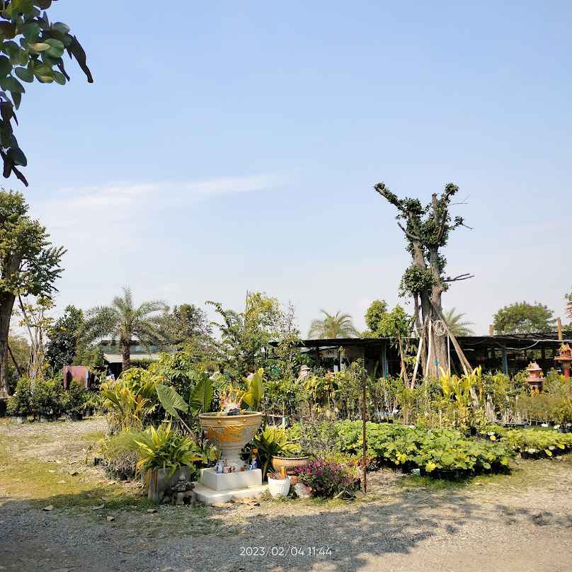 ร้านต้นไม้ - มาลี พันธุ์ไม้ วงเวียนจักราช - 3