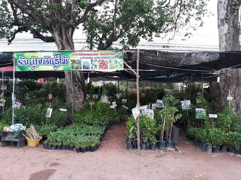 ร้านต้นไม้ ร้านปุ๋ยพันธุ์ไม้สาขา1 ข้างไทวัสดุ มุกดาหาร