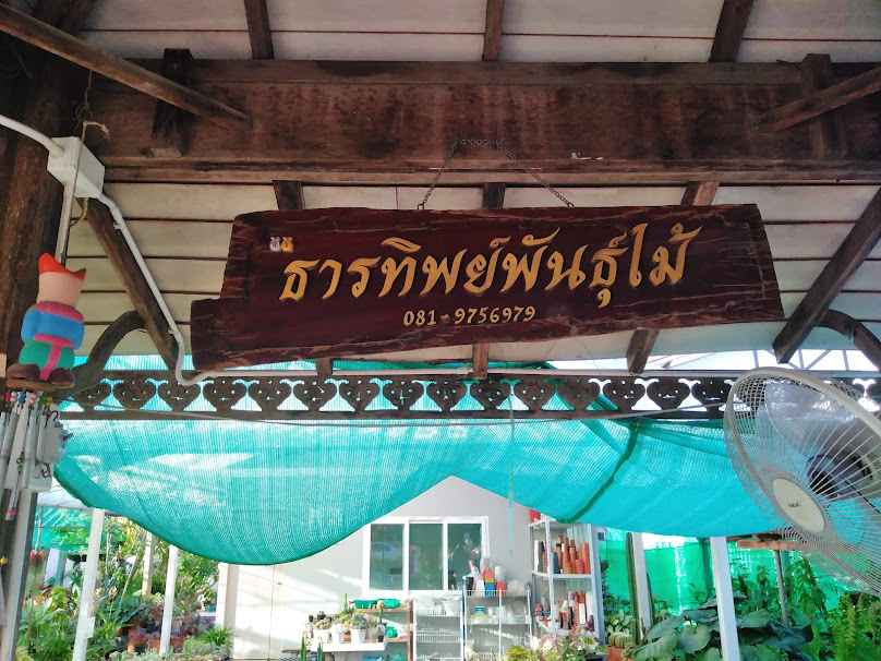 ร้านต้นไม้ ร้านปุ๋ยพันธุ์ไม้สาขา1 ข้างไทวัสดุ มุกดาหาร - 4