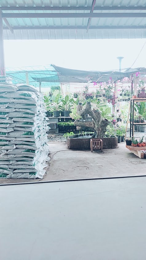 ร้านต้นไม้ วังท่าช้าง - 2