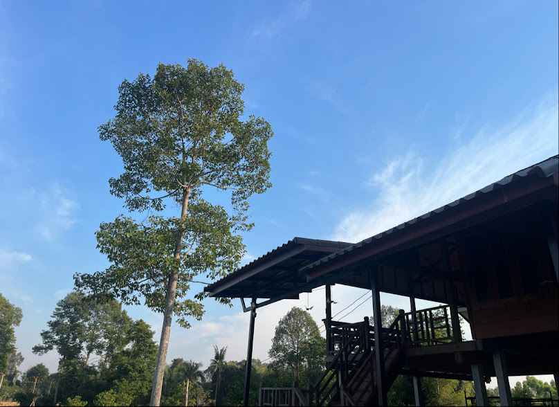 ร้านต้นไม้ วังท่าช้าง - 3