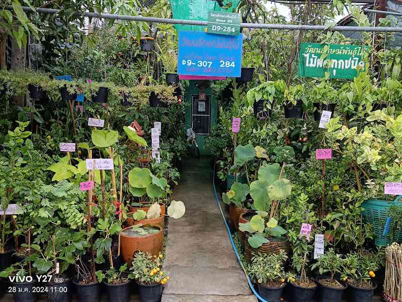 ร้านต้นไม้ วัฒนลักษณ์ เพียงฤทัย เชียงใหม่ - 2
