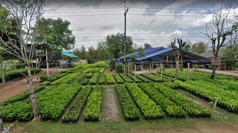 ร้านต้นไม้ “สมทรงพันธุ์ไม้” - 1