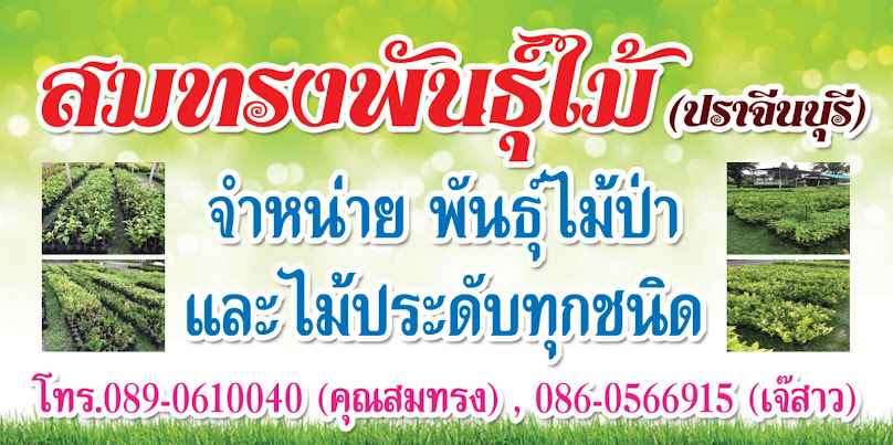 ร้านต้นไม้ “สมทรงพันธุ์ไม้” - 3