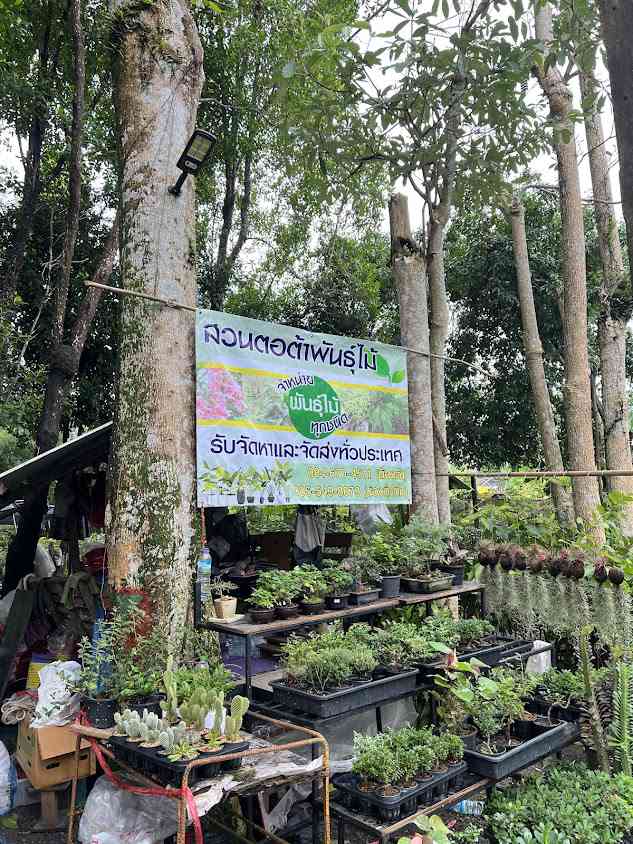 ร้านต้นไม้ “สมทรงพันธุ์ไม้” - 4